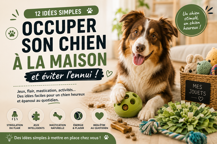 Occuper son chien à la maison : 12 idées contre l’ennui
